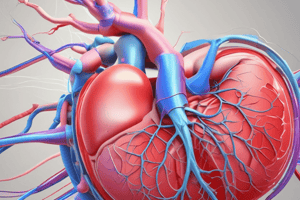 Cardiac Conduction System and Phases Quiz