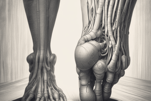 Anatomy of the Tarsal Tunnel