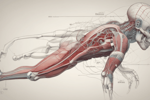 Anatomy of the Human Body