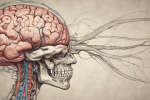 Medulla Oblongata Anatomy