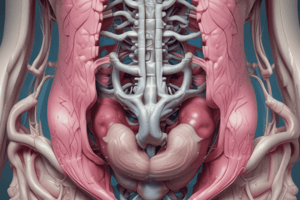 Pelvic Organs Anatomy