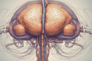 Fungsi Cerebellum dalam Kontrol Motor