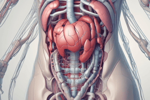 Morfología Abdominal