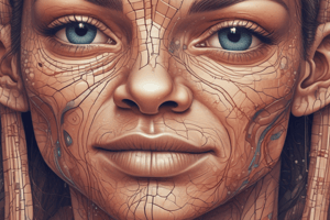 Anatomy of Skin Layers