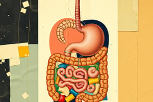 The Digestive System Overview