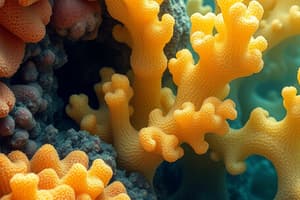 Porifera Biology Quiz