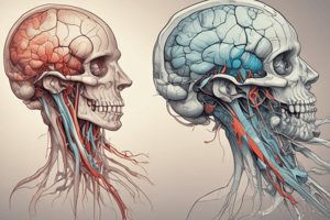 Internal Capsule and Pyramidal Decussation