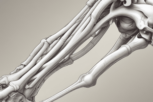 Anatomy of the Humerus Bone