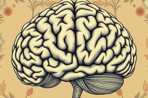 Cerebellum and Motor Function