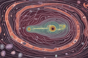 Cycle de vie de Toxoplasma gondii