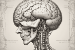 Brainstem and Cranial Nerves Quiz