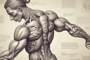 Muscular System 1.1