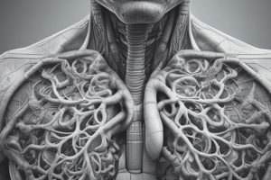 Anatomy. Respiratory System.