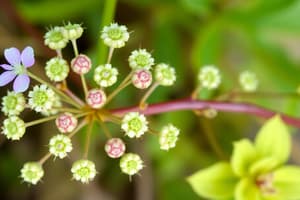 Botany Class Quiz on Nonvascular Plants