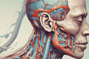 Sinusitis and Respiratory System