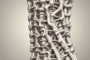 The Vertebral Column and Shock Absorption