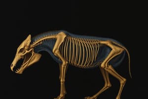Animal Phyla and Body Plans