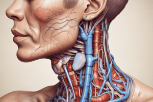 Endocrine System: Thyroid Gland Anatomy and Function