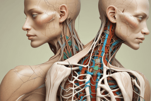 Assessing Lymphatic System with Palpation