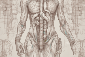 Urinary System: Anatomy and Functions