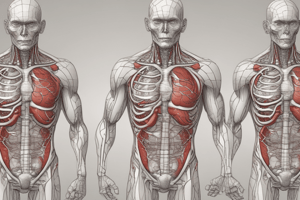 Anatomy of the Heart