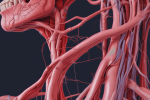 Innominate and Common Carotid Arteries Anatomy