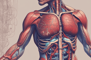 Cardiovascular System Quiz