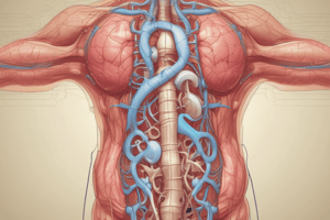 Urinary System Anatomy Quiz