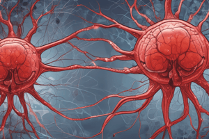 CNS Development and Blood-Brain Barrier Quiz