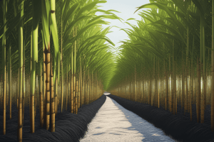 History of Sugar Cane Cultivation in Mauritius