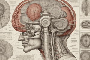 Physiology of the Nervous System