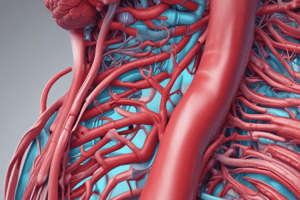 Anatomy of the Aorta and Aortic Pathologies