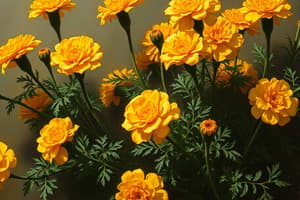 Marigolds by Eugenia W. Collier Quiz