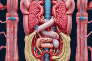 Digestive System Overview