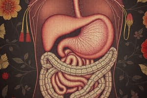 Digestive System Overview