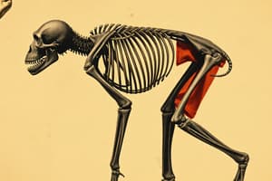 Hominin Evolution: Fossils, Bipedalism & Genus Homo