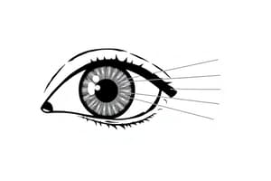 Special Senses: Vision and Eye Structures