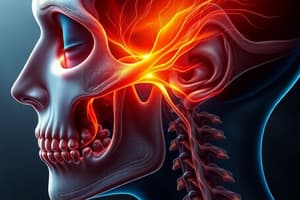 Trigeminal Nerve Maxillary Branch (V2)