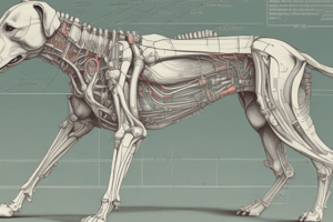 Anatomy of Dog Muscles: Hip and Femur