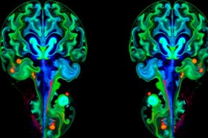 Técnicas de Neuroimagen Estructural: TC y RM