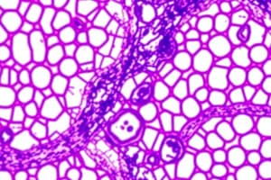 Histology of Epithelial and Cardiac Tissues