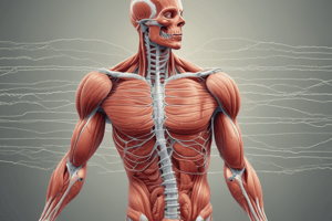 Muscular System and Muscle Fiber Function Quiz