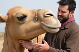 Man and Camel Encounter