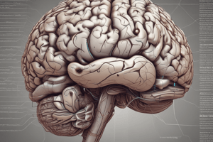 Brain Anatomy: Mid-Sagittal and Coronal Views