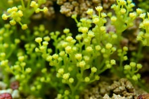 Introduction to Marine Plants