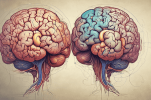 Brain Hemispheres, Myofascial System, and Nervous System Quiz