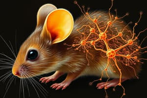 Molecular Mechanisms in Mouse Olfactory System