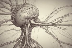 patho2test 3: Peripheral Nervous System mppt