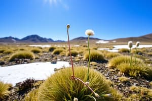 Tundra Plants Adaptations Quiz