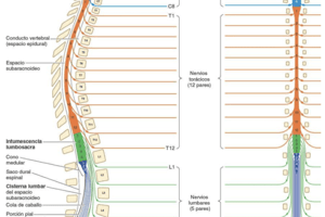 59. Quiz Cervicalgia II 135 a 143